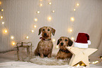 wirehaired Dachshund in christmas decoration