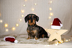 wirehaired Dachshund in christmas decoration