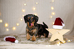 wirehaired Dachshund in christmas decoration