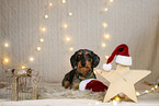 wirehaired Dachshund in christmas decoration