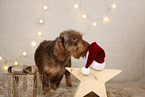 wirehaired Dachshund in christmas decoration