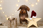 wirehaired Dachshund in christmas decoration