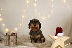 wirehaired Dachshund in christmas decoration