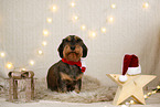 wirehaired Dachshund in christmas decoration
