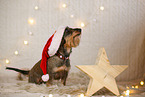 wirehaired Dachshund in christmas decoration