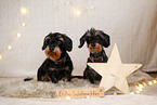 wirehaired Dachshund in christmas decoration