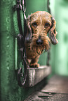 wirehaired Dachshund