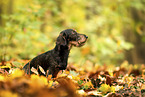 wirehaired Dachshund