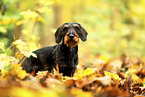 wirehaired Dachshund