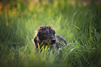 wirehaired Dachshund