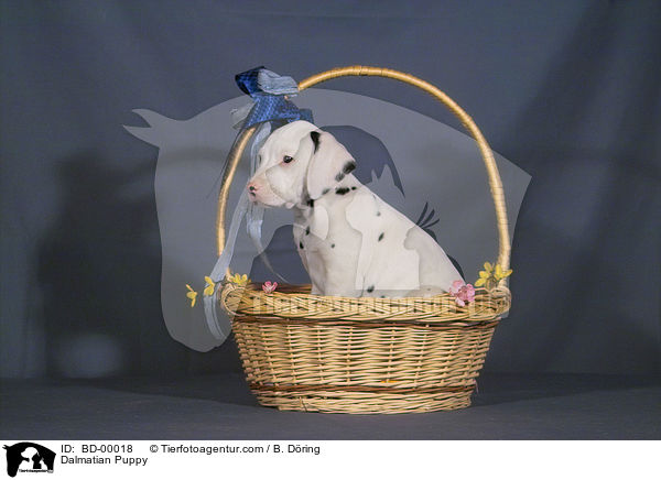 Dalmatian Puppy / BD-00018