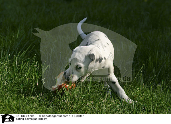 fressender Dalmatiner Welpe / eating dalmatian puppy / RR-04705