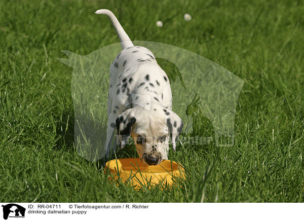 tinkender Dalmatiner Welpe / drinking dalmatian puppy / RR-04711