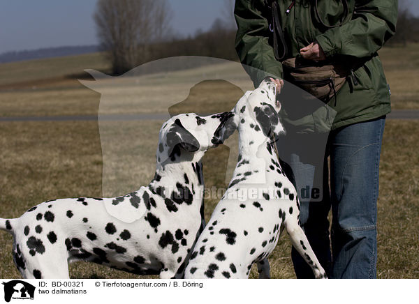 warten auf Belohnung / two dalmatians / BD-00321