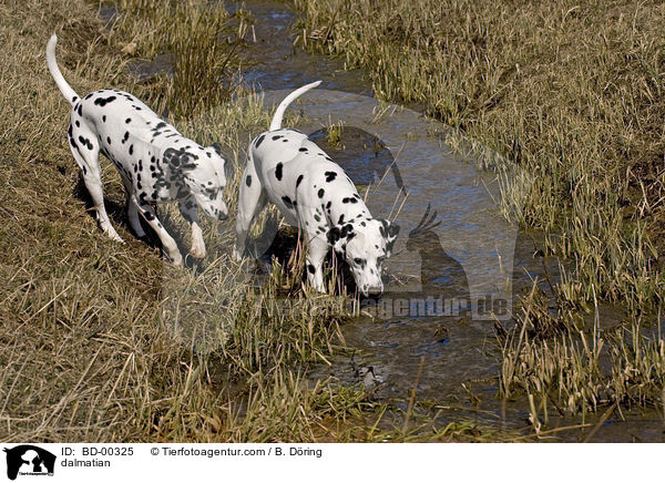 Dalmatiner / dalmatian / BD-00325