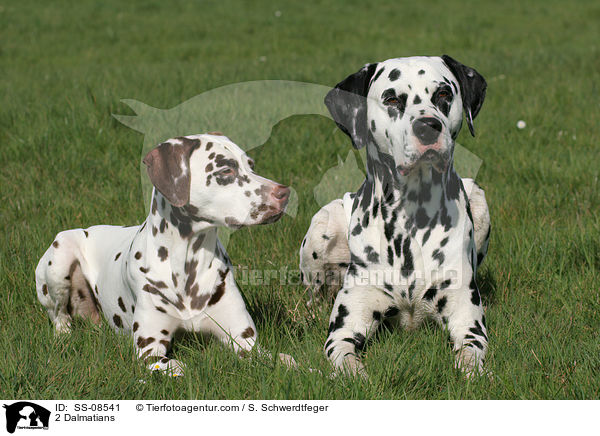 2 Dalmatiner / 2 Dalmatians / SS-08541