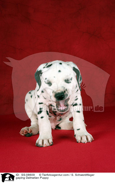 gaping Dalmatian Puppy / SS-08609