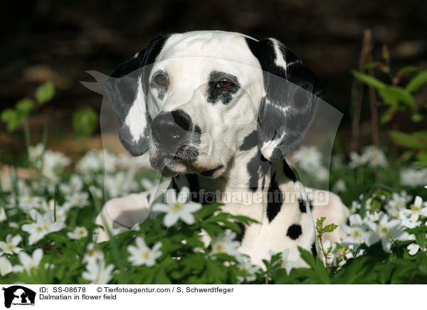 Dalmatian in flower field / SS-08678