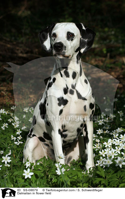 Dalmatian in flower field / SS-08679
