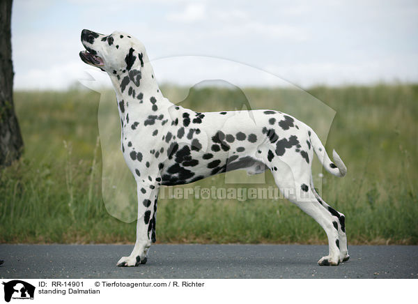 stehender Dalmatiner / standing Dalmatian / RR-14901