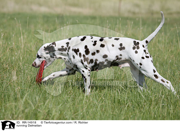 rennender Dalmatiner / running Dalmatian / RR-14918