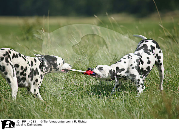 spielende Dalmatiner / playing Dalmatians / RR-14933