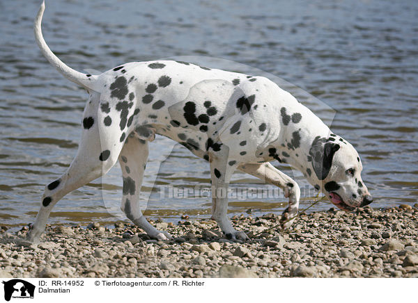 Dalmatiner / Dalmatian / RR-14952