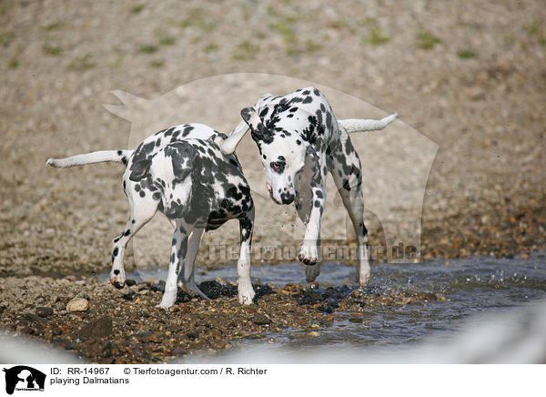 spielende Dalmatiner / playing Dalmatians / RR-14967
