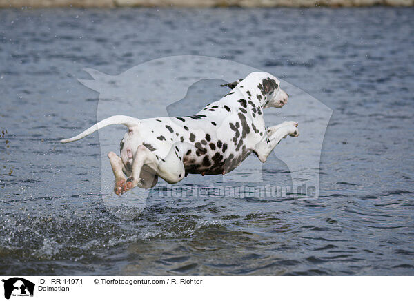 Dalmatiner / Dalmatian / RR-14971