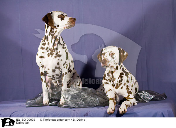 Dalmatiner / Dalmatian / BD-00633