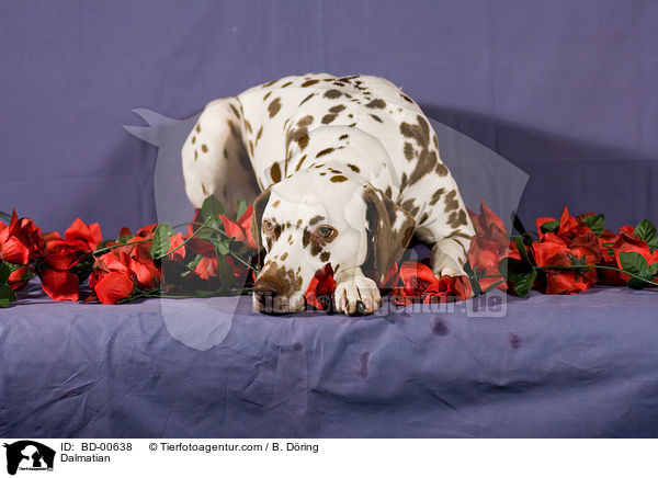 Dalmatiner / Dalmatian / BD-00638