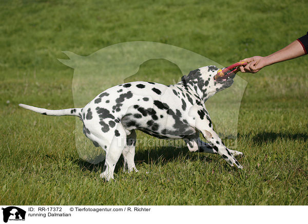 rennender Dalmatiner / running Dalmatian / RR-17372
