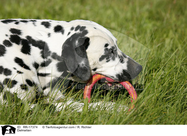 Dalmatian / RR-17374
