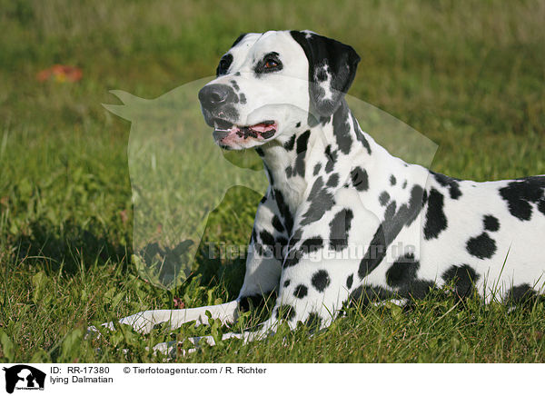 liegender Dalmatiner / lying Dalmatian / RR-17380