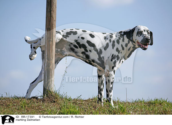 markierender Dalmatiner / marking Dalmatian / RR-17391