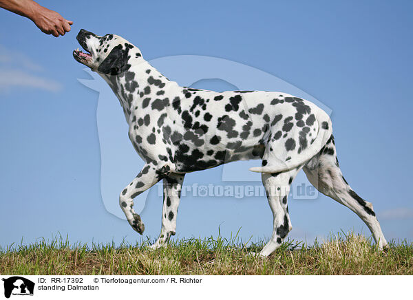 stehender Dalmatiner / standing Dalmatian / RR-17392