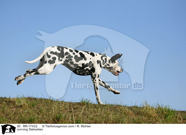 rennender Dalmatiner / running Dalmatian / RR-17422