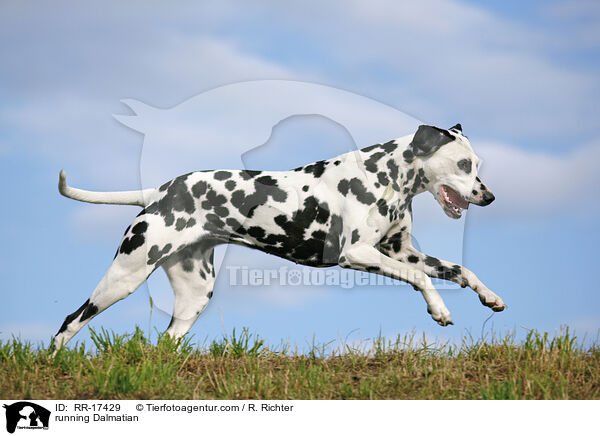 rennender Dalmatiner / running Dalmatian / RR-17429