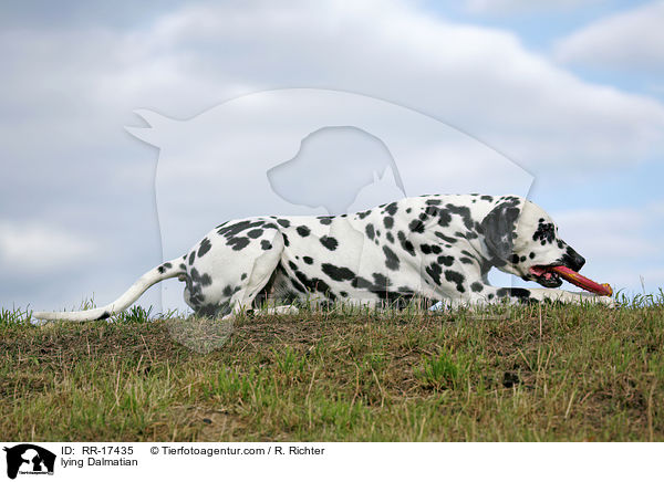 liegender Dalmatiner / lying Dalmatian / RR-17435