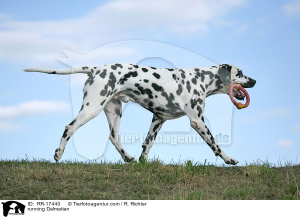 rennender Dalmatiner / running Dalmatian / RR-17440