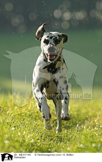 Dalmatiner / Dalmatian / AB-01145