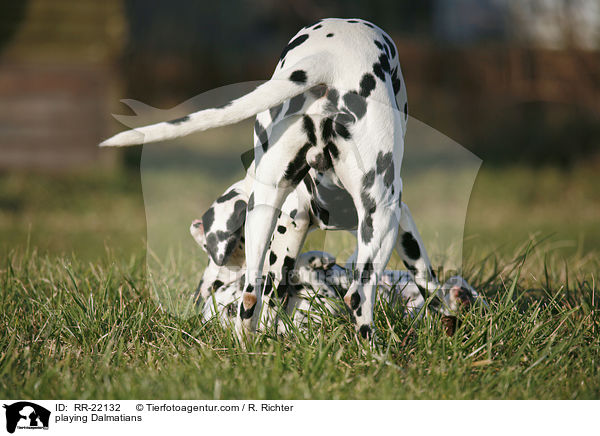 playing Dalmatians / RR-22132