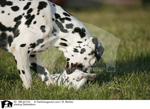 playing Dalmatians / RR-22133