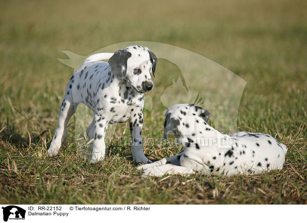 Dalmatian Puppy / RR-22152