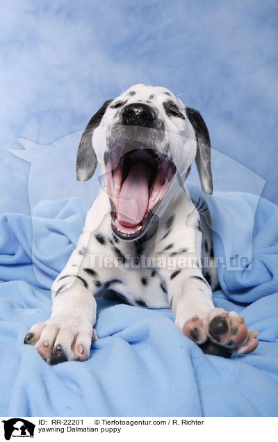 ghnender Dalmatiner Welpe / yawning Dalmatian puppy / RR-22201