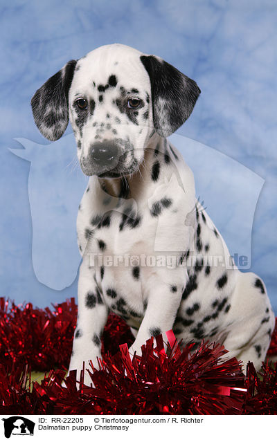 Dalmatian puppy Christmasy / RR-22205