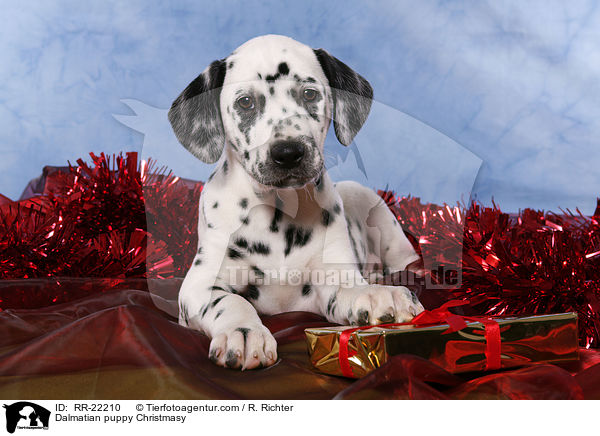 Dalmatiner Welpe weihnachtlich / Dalmatian puppy Christmasy / RR-22210