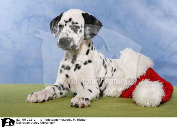 Dalmatiner Welpe weihnachtlich / Dalmatian puppy Christmasy / RR-22212