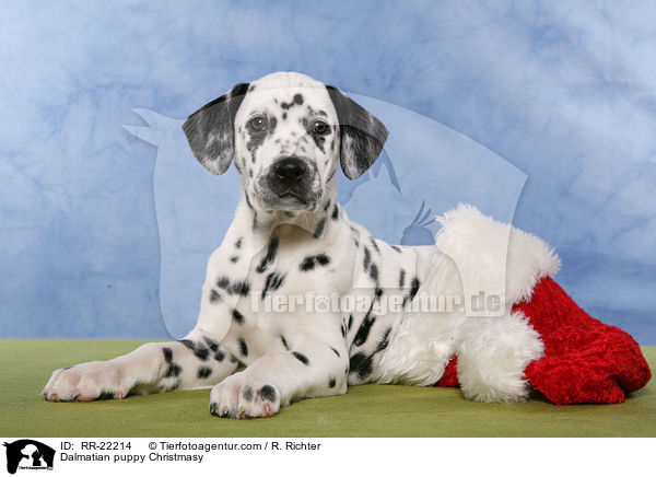 Dalmatian puppy Christmasy / RR-22214