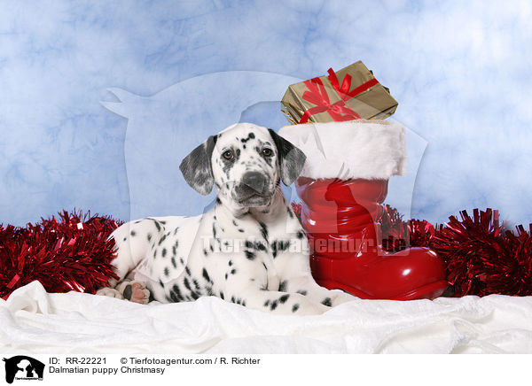 Dalmatiner Welpe weihnachtlich / Dalmatian puppy Christmasy / RR-22221